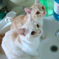 lovecats