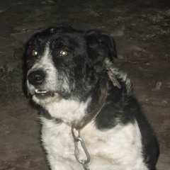 Attila Ruzsa