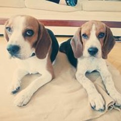 İbrahim Ali Türkeş