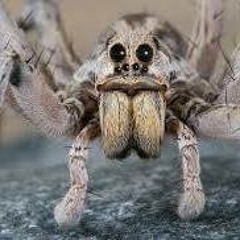 Nevin Koproski-Everett