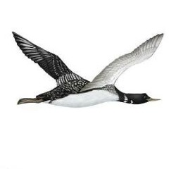 common loon