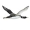 common loon