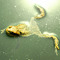 amphibien