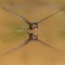 Core Schwalbe