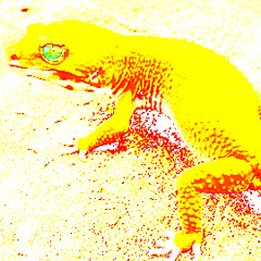Citrus Lizard