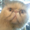 KittyQ Pepper