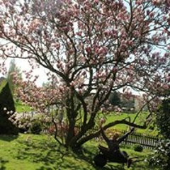 Lina Klara Sophia Glotz