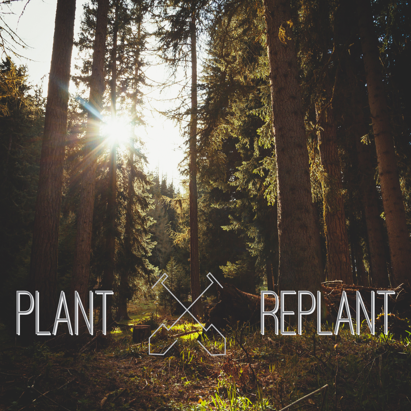 Plant Replant