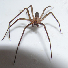 The Almighty Anthony Analog