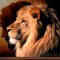 DEJAY LIONHEART