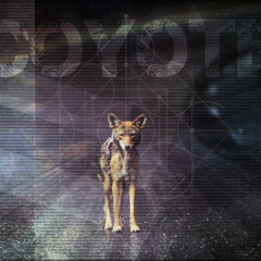 Coyote Rojo