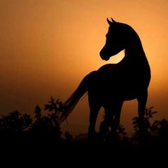 أما تحزنكم صيحات أم .... وأخت تستغيث من المرار