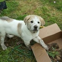 Mary Phillips Williams