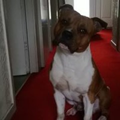 Simon Jon Chesterton