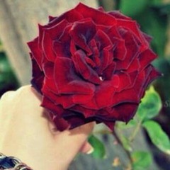 esraa elbakry