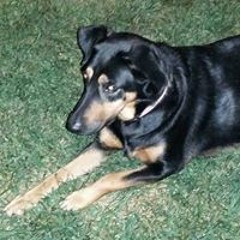 Rossana Siqueiro Lewis