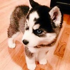 Rack El KriscHən Seño