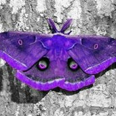 Purple Moth