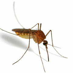 mygg (8-bit mosquito)