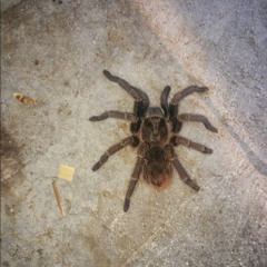 Fabienne Saint Juste