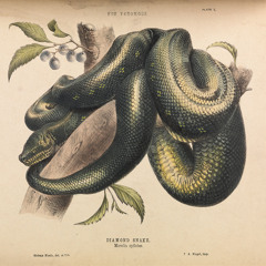 Atheris