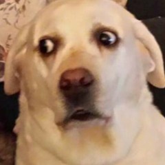 Doge