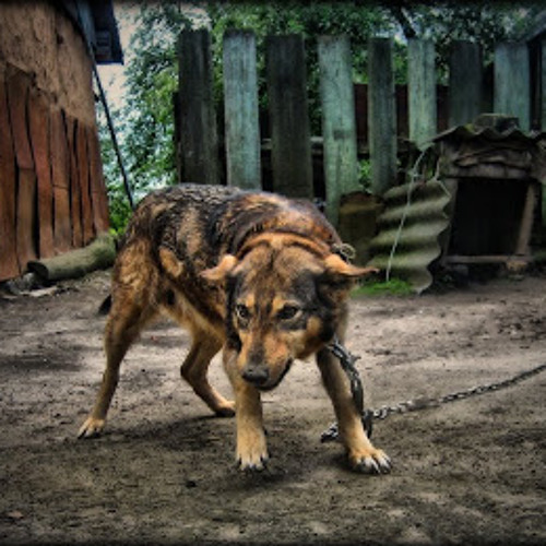 Baby Please Don't Go - LIVE - Muddy Waters Cover