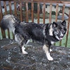 Darcy Shewmaker Lowe