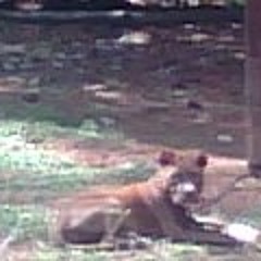 Maurice Tony Williams