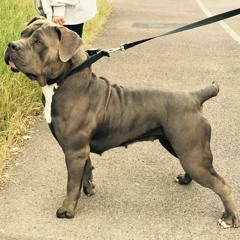 Andre's Valencia Castro