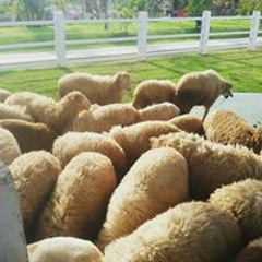 Chinprapa Chookamsat