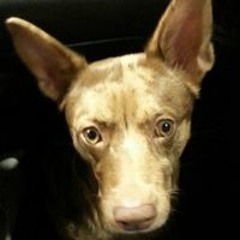 Brandy Jones Baughman