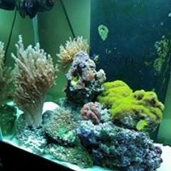 Prezidential Drayton