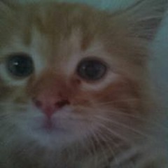 Melanie Schott-Dwyer