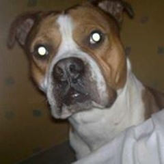 Carl Andrew Obrien Owen