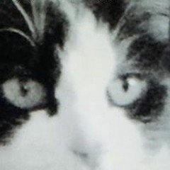 Hugo Panda