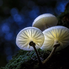 mushroom schemes