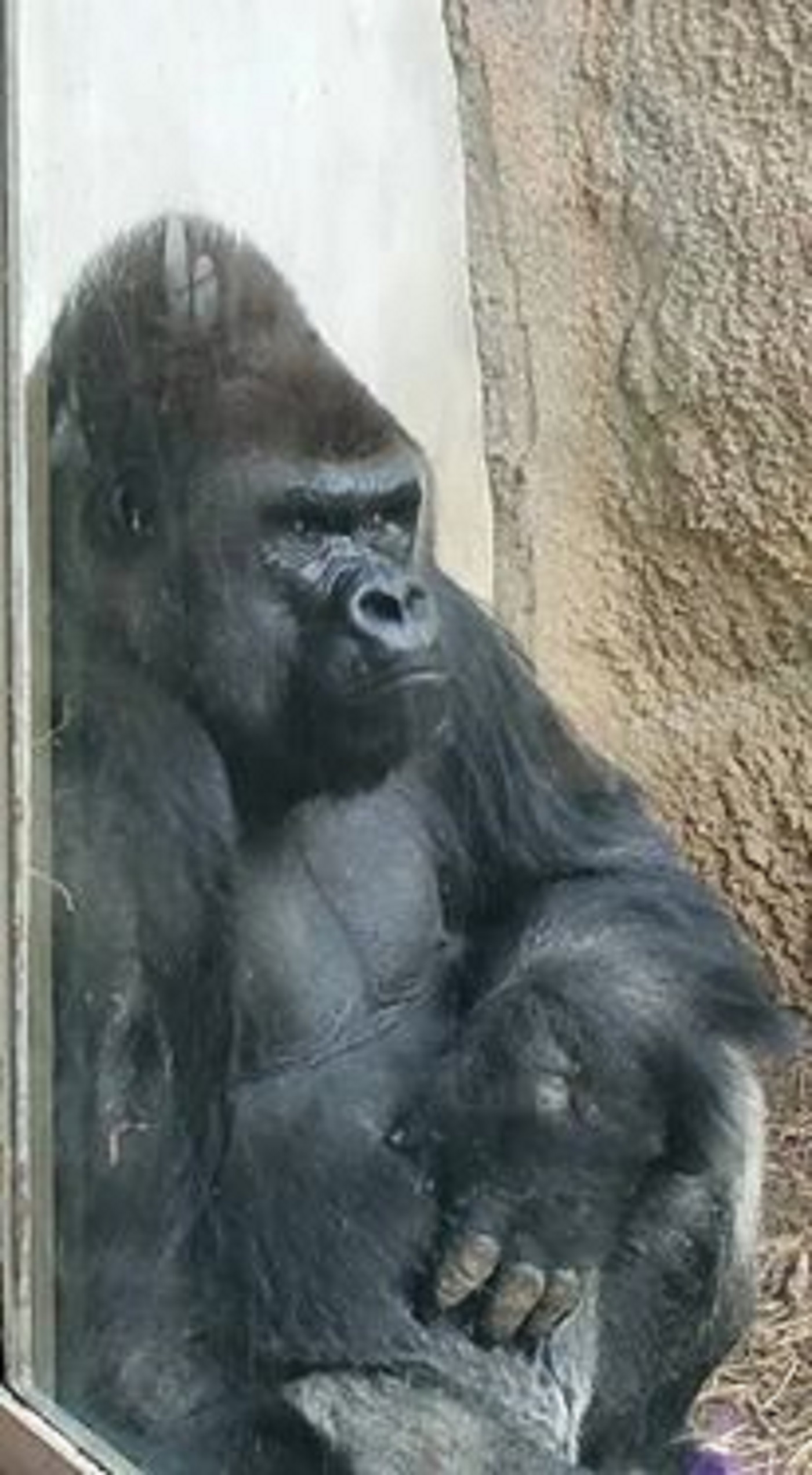 Thee Evolution Of We