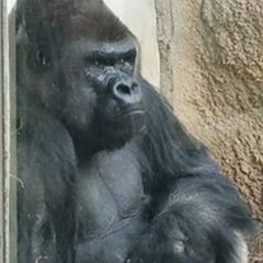 Thee Evolution of We