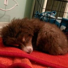 Joshua Thomas Sturdavant