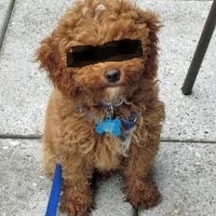 The ToyP & Mix MalPs