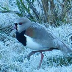 Belquior Denis Pasquali