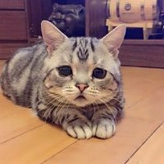 Midnight's Midnight's