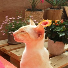Heike