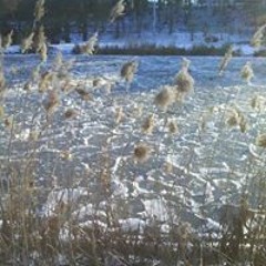 Helena Lilalaune-bär