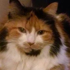 Julie Bydalek Tolfree