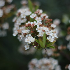 permanentrose