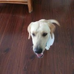 Native Shiella Digsie