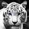 Tiger Eyes