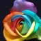 Amany Badran